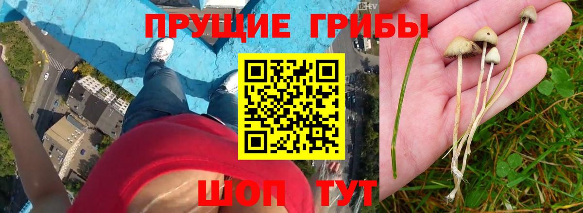 Псилоцибиновые грибы GOLDEN TEACHER Баксан